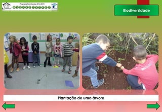Biodiversidade
Plantação de uma árvore
 