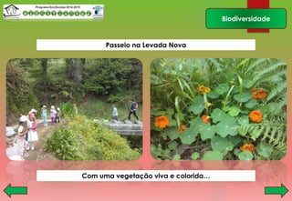 Biodiversidade
Com uma vegetação viva e colorida…
Passeio na Levada Nova
 