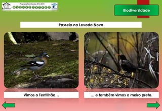 Biodiversidade
Vimos o Tentilhão… … e também vimos o melro preto.
Passeio na Levada Nova
 