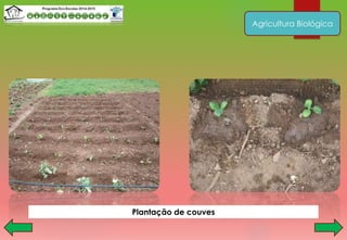 Agricultura Biológica
Plantação de couves
 