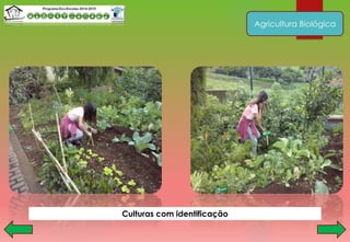 Agricultura Biológica
Culturas com identificação
 