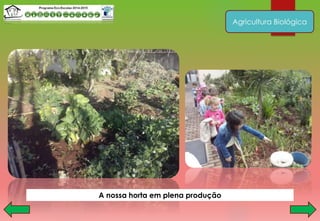 Agricultura Biológica
A nossa horta em plena produção
 