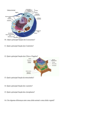 10.. Qual a principal função dos Lisossomos?
11. Qual a principal função dos Centríolos?
12. Qual a principal função dos Cílios e Flagelos?
13. Qual a principal função da mitocôndria?
14. Qual a principal função dos vacúolos?
15. Qual a principal função dos cloroplastos?
16. Cite algumas diferenças entre uma célula animal e uma célula vegetal?
 