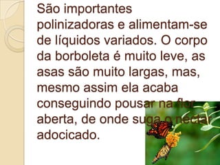 São importantes
polinizadoras e alimentam-se
de líquidos variados. O corpo
da borboleta é muito leve, as
asas são muito largas, mas,
mesmo assim ela acaba
conseguindo pousar na flor
aberta, de onde suga o néctar
adocicado.
 