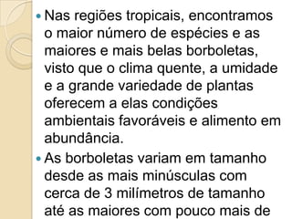  Nas  regiões tropicais, encontramos
  o maior número de espécies e as
  maiores e mais belas borboletas,
  visto que o clima quente, a umidade
  e a grande variedade de plantas
  oferecem a elas condições
  ambientais favoráveis e alimento em
  abundância.
 As borboletas variam em tamanho
  desde as mais minúsculas com
  cerca de 3 milímetros de tamanho
  até as maiores com pouco mais de
 