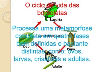 O ciclo de vida das
        borboletas

Processa uma metamorfose
 completa em quatro fases
 bem definidas e bastante
   distintas, como: ovos,
larvas, crisálidas e adultas.
 