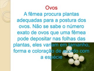 Ovos
     A fêmea procura plantas
  adequadas para a postura dos
   ovos. Não se sabe o número
  exato de ovos que uma fêmea
  pode depositar nas folhas das
plantas, eles variam em tamanho,
forma e coloração de acordo com
             a espécie
 