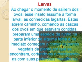 Larvas
 Ao chegar o momento de saírem dos
   ovos, esse inseto assume a forma
 larval, as conhecidas lagartas. Estas
 abrem caminho, comendo as cascas
  dos ovos em que estavam contidas,
  preparam uma espécie de ninho na
   parte inferior de alguma folha e de
imediato começam a comer as partes
     vegetais da planta em que se
encontram, cortando-as e mastigando-
 as com suas poderosas mandíbulas
 