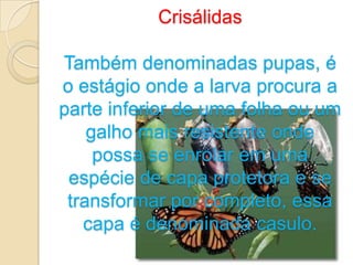Crisálidas

Também denominadas pupas, é
o estágio onde a larva procura a
parte inferior de uma folha ou um
    galho mais resistente onde
     possa se enrolar em uma
 espécie de capa protetora e se
 transformar por completo, essa
   capa é denominada casulo.
 
