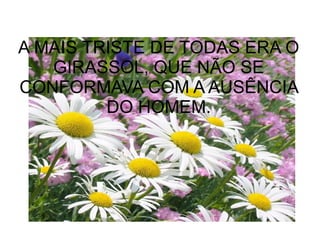 A MAIS TRISTE DE TODAS ERA O
GIRASSOL, QUE NÃO SE
CONFORMAVA COM A AUSÊNCIA
DO HOMEM.
 