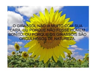O GIRASSOL NÃO IA MUITO COM SUA
CARA, OU PORQUE NÃO FOSSE HOMEM
BONITO, OU PORQUE OS GIRASSÓIS SÃO
ORGULHOSOS DE NATUREZA.
 