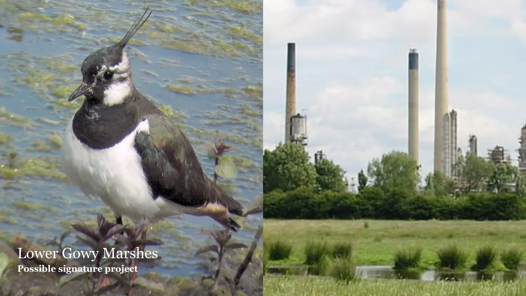 Signature project - Lower Gowy Marshes




Lower Gowy Marshes
Possible signature project
 