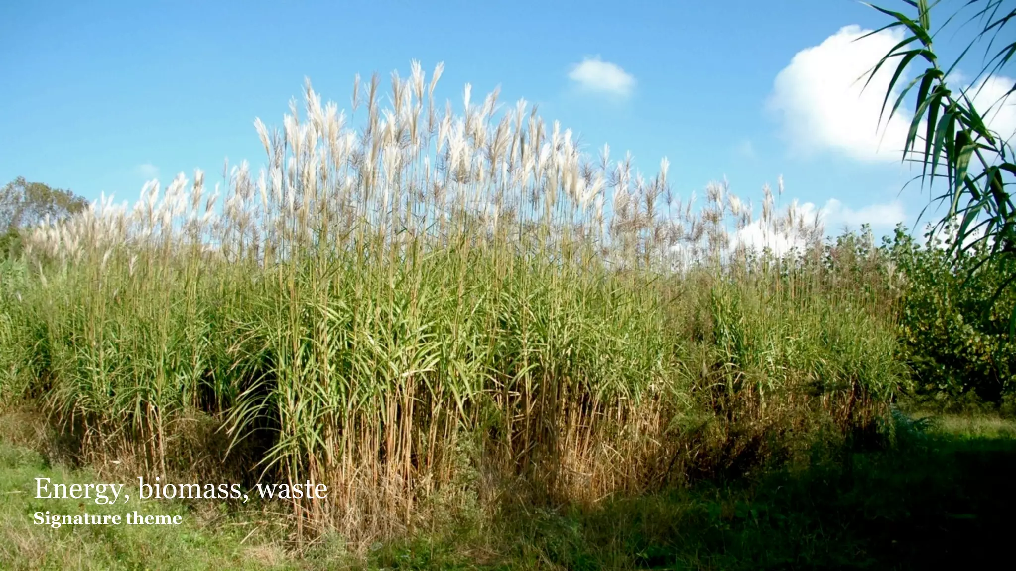 Signature theme - coppicing, food waste, energy




Energy, biomass, waste
Signature theme
 