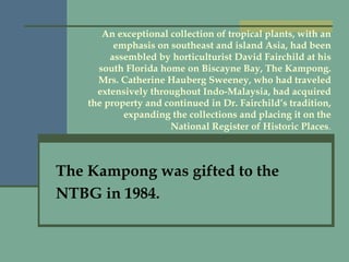 An exceptional collection of tropical plants, with an emphasis on southeast and island Asia, had been assembled by horticulturist David Fairchild at his south Florida home on Biscayne Bay, The Kampong. Mrs. Catherine Hauberg Sweeney, who had traveled extensively throughout Indo-Malaysia, had acquired the property and continued in Dr. Fairchild’s tradition, expanding the collections and placing it on the National Register of Historic Places . The Kampong was gifted to the  NTBG in 1984. 