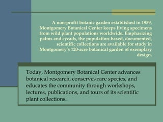 A non-profit botanic garden established in 1959, Montgomery Botanical Center keeps living specimens from wild plant populations worldwide. Emphasizing palms and cycads, the population-based, documented, scientific collections are available for study in Montgomery’s 120-acre botanical garden of exemplary design. Today, Montgomery Botanical Center advances botanical research, conserves rare species, and educates the community through workshops, lectures, publications, and tours of its scientific plant collections. 