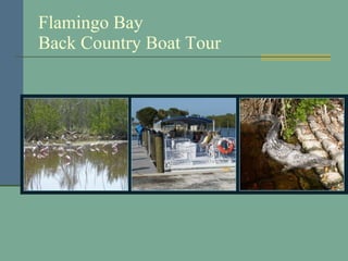 Flamingo Bay Back Country Boat Tour 