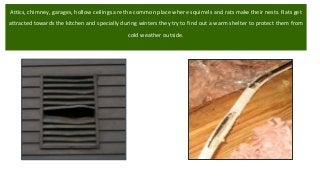 Attics, chimney, garages, hollow ceilings are the common place where squirrels and rats make their nests. Rats get
attracted towards the kitchen and specially during winters they try to find out a warm shelter to protect them from
cold weather outside.
 