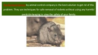 Rat Removal Service by animal control company is the best solution to get rid of this
problem. They use techniques for safe removal of rodents without using any harmful
pesticide keeping in view the safety of your family.
 
