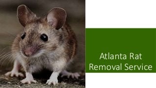 Atlanta Rat
Removal Service
 