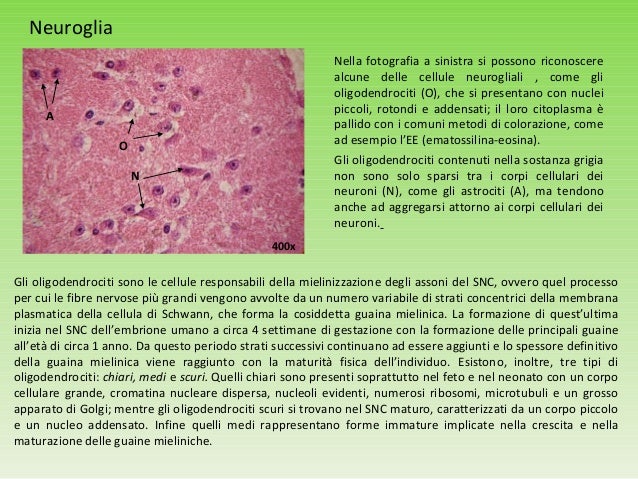 Come Riconoscere I Vetrini Istologici