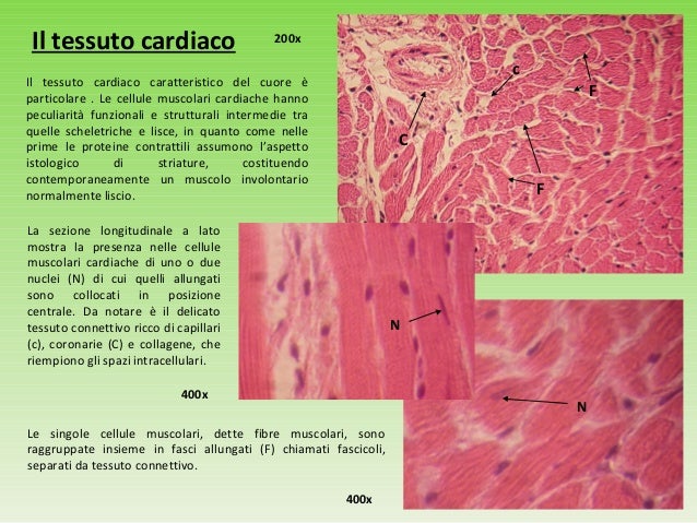 Come Riconoscere I Vetrini Istologici