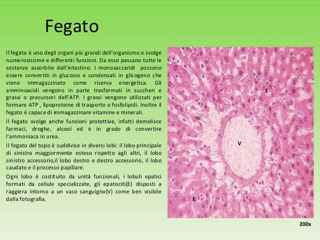 Come Riconoscere I Vetrini Istologici