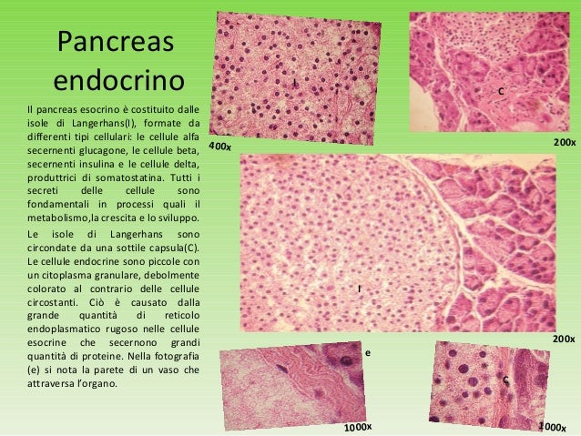 Differenza Tra Esocrino Ed Endocrino