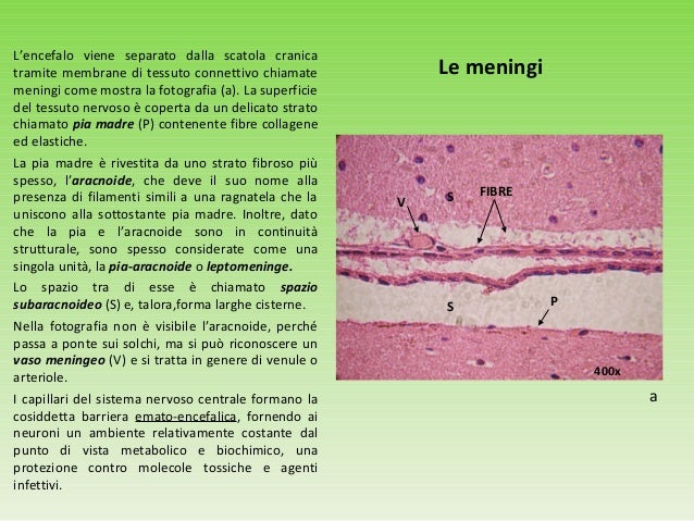 Come Riconoscere I Vetrini Istologici