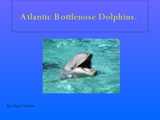 Atlantic Bottlenose Dolphins.   By Claire Nelson 