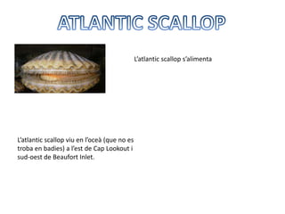 L’atlantic scallop s’alimenta




L’atlantic scallop viu en l’oceà (que no es
troba en badies) a l’est de Cap Lookout i
sud-oest de Beaufort Inlet.
 