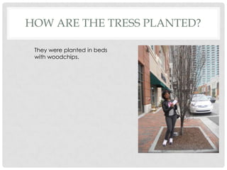 How are the tress planted?They were planted in beds with woodchips. 