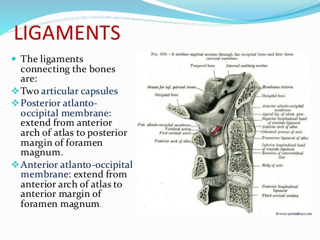 atlanto occipital joint