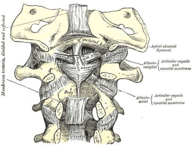 atlanto occipital joint
