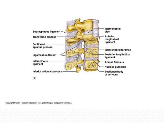 atlantoaxial joint