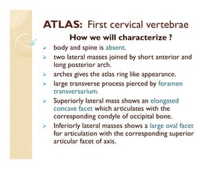ATLAS: First cervical vertebrae
How we will characterize ?
 body and spine is absent.
 two lateral masses joined by short anterior and
long posterior arch.
 arches gives the atlas ring like appearance.
 large transverse process pierced by foramen
transversarium.
 Superiorly lateral mass shows an elongated
concave facet which articulates with the
corresponding condyle of occipital bone.
 Inferiorly lateral masses shows a large oval facet
for articulation with the corresponding superior
articular facet of axis.
 