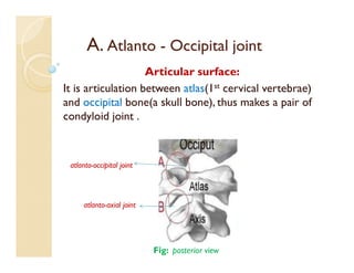 A. Atlanto - Occipital joint
Articular surface:
It is articulation between atlas(1st cervical vertebrae)
and occipital bone(a skull bone), thus makes a pair of
condyloid joint .
atlanto-occipital joint
atlanto-axial joint
Fig: posterior view
 