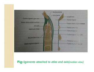 Fig: ligaments attached to atlas and axis(median view)
 
