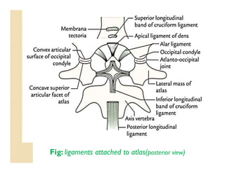 Fig: ligaments attached to atlas(posterior view)
 