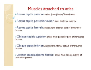 Muscles attached to atlas
Rectus capitis anterior: arises from front of lateral mass
Rectus capitis posterior minor: from posterior tubercle
Rectus capitis lateralis: arises from anterior part of transverse
process
Oblique capitis superior: arises from posterior part of transverse
process
Obique captis inferior: arises from inferior aspect of transverse
process.
Levator scapulae(some fibres): arises from lateral margin of
transverse process
 