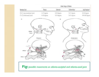 Fig: possible movements on atlanto-occipital and atlanto-axial joint
 