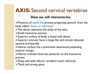 AXIS: Second cervical vertebrae
How we will characterize
Presence of tooth like process projecting upward from the
body called “dense or odontoid”.
The dense represent the body of the atlas.
Small transverse process.
Superior surface of body is fused with dense.
Superior articular facet is large, flat and circular directed
upward and laterally
Inferior surface has a prominent downward projecting
anterior margin.
Inferior articular facet lies posterior to the transverse
process.
Deep and wide inferior vertebral notch inferiorly.
Thick and strong spine.
 