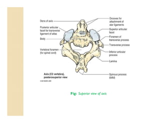 Fig: Superior view of axis
 