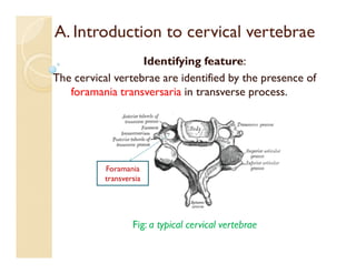 A. Introduction to cervical vertebrae
Identifying feature:
The cervical vertebrae are identified by the presence of
foramania transversaria in transverse process.
Fig: a typical cervical vertebrae
Foramania
transversia
 