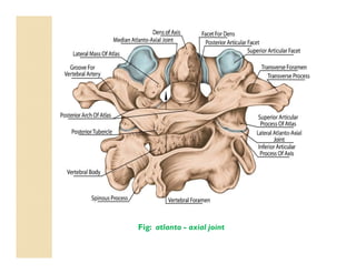 Fig: atlanto - axial joint
 