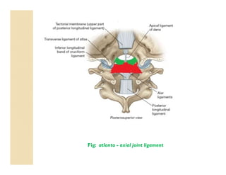Fig: atlanto - axial joint ligament
 