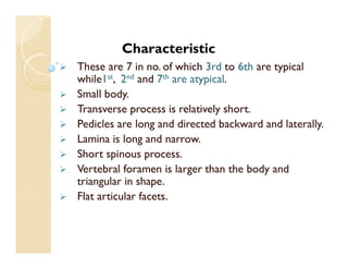 Characteristic
 These are 7 in no. of which 3rd to 6th are typical
while1st, 2nd and 7th are atypical.
 Small body.
 Transverse process is relatively short.
 Pedicles are long and directed backward and laterally.
 Lamina is long and narrow.
 Short spinous process.
 Vertebral foramen is larger than the body and
triangular in shape.
 Flat articular facets.
 