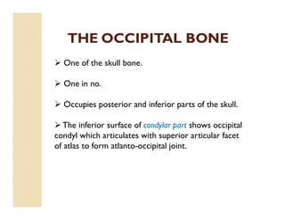 THE OCCIPITAL BONE
 One of the skull bone.
 One in no.
 Occupies posterior and inferior parts of the skull.
 The inferior surface of condylar part shows occipital
condyl which articulates with superior articular facet
of atlas to form atlanto-occipital joint.
 