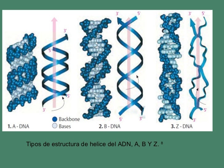 Atlas de biologia molecular