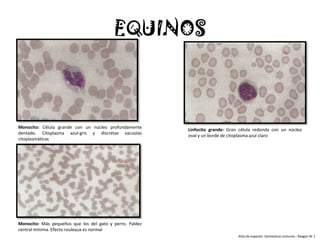 EQUINOS



Monocito: Célula grande con un núcleo profundamente
                                                          Linfocito grande: Gran célula redonda con un núcleo
dentado. Citoplasma azul-gris y discretas vacuolas
                                                          oval y un borde de citoplasma azul claro
citoplasmáticas




Monocito: Más pequeños que los del gato y perro. Paldez
central mínima. Efecto rouleaux es normal
                                                                                Atlas de especies Domesticas comunes ; Reagan W .J
 