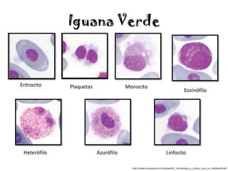 Iguana Verde



Eritrocito    Plaquetas               Monocito
                                                                                   Eosinófilo




 Heterófilo               Azurófilo                                 Linfocito

                                        http://www.amasquefa.com/uploads/87._Hematolog_a_y_bioqu_mica_en_reptiles699.pdf
 